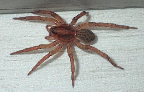 Trochosa sp.